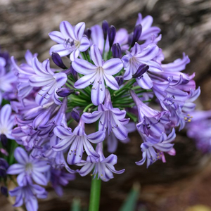 Poppin' Star Lily of the Nile, Agapanthus, Agapanthus 'AMDB002'